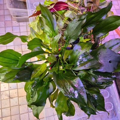 copyright: Maximilian K. (MaxThePlantguy)