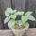 copyright: Maximilian K. (MaxThePlantguy)