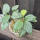 copyright: Maximilian K. (MaxThePlantguy)