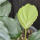 copyright: Maximilian K. (MaxThePlantguy)