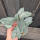copyright: Maximilian K. (MaxThePlantguy)