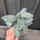 copyright: Maximilian K. (MaxThePlantguy)