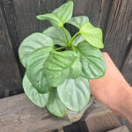 copyright: Maximilian K. (MaxThePlantguy)