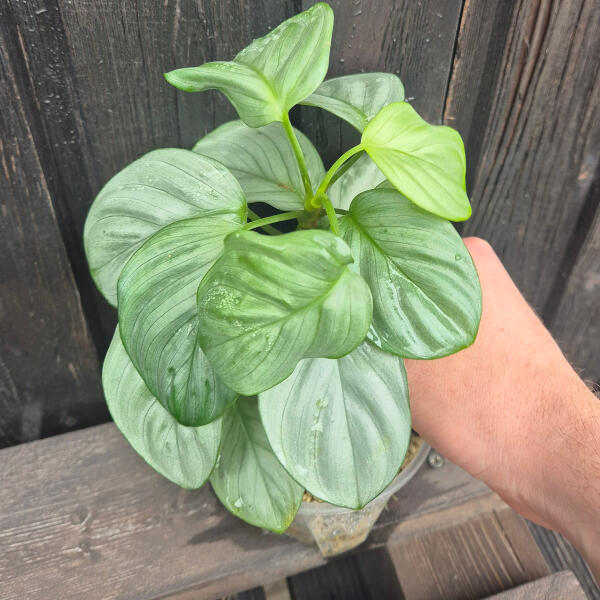 copyright: Maximilian K. (MaxThePlantguy)