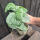 copyright: Maximilian K. (MaxThePlantguy)