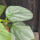 copyright: Maximilian K. (MaxThePlantguy)