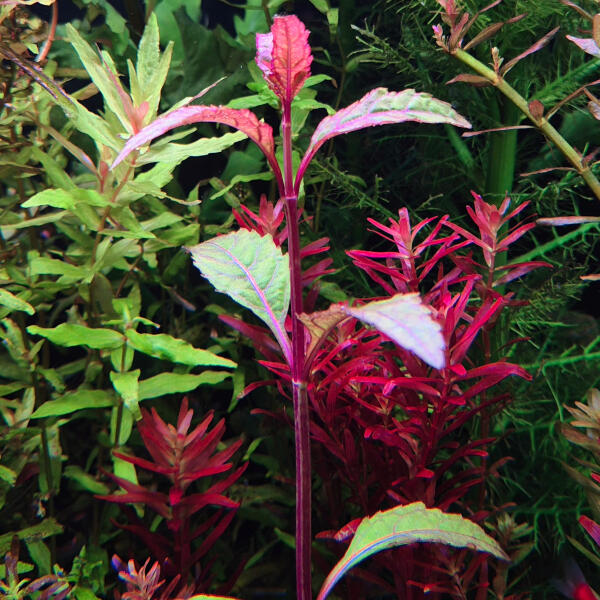 copyright: Maximilian K. (MaxThePlantguy)