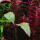 copyright: Maximilian K. (MaxThePlantguy)