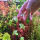 copyright: Maximilian K. (MaxThePlantguy)