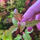 copyright: Maximilian K. (MaxThePlantguy)