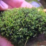 copyright: Maximilian K. (MaxThePlantguy)