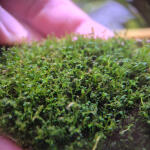 copyright: Maximilian K. (MaxThePlantguy)