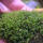 copyright: Maximilian K. (MaxThePlantguy)