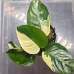 copyright: Maximilian K. (MaxThePlantguy)
