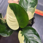copyright: Maximilian K. (MaxThePlantguy)