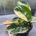 copyright: Maximilian K. (MaxThePlantguy)