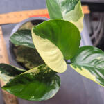 copyright: Maximilian K. (MaxThePlantguy)