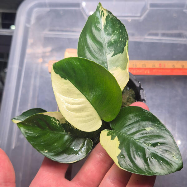 copyright: Maximilian K. (MaxThePlantguy)