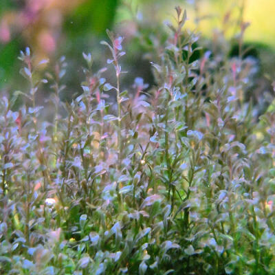 copyright: Maximilian K. (MaxThePlantguy)