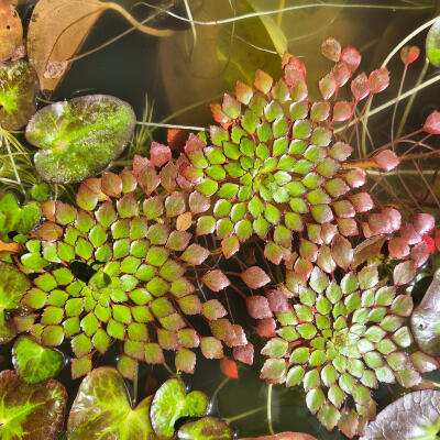 copyright: Maximilian K. (MaxThePlantguy)