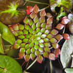 copyright: Maximilian K. (MaxThePlantguy)