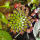 copyright: Maximilian K. (MaxThePlantguy)