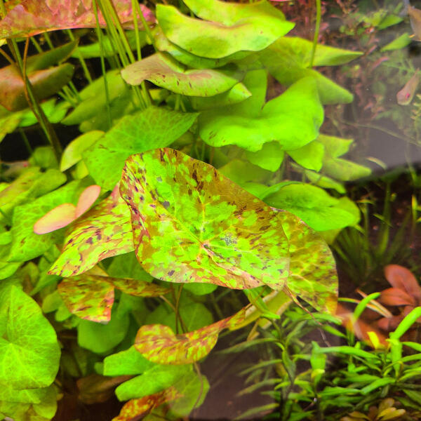 copyright: Maximilian K. (MaxThePlantguy)