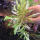 copyright: Maximilian K. (MaxThePlantguy)