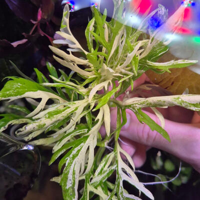 copyright: Maximilian K. (MaxThePlantguy)