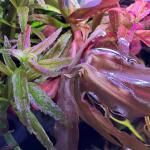 copyright: Andreas H. (AndreasAquatics)