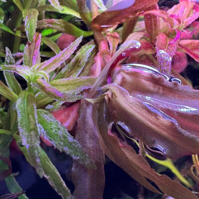 copyright: Andreas H. (AndreasAquatics)
