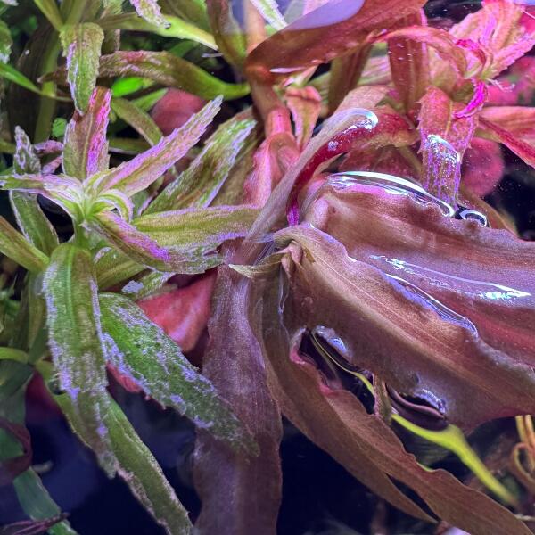 copyright: Andreas H. (AndreasAquatics)
