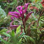 copyright: Andreas H. (AndreasAquatics)