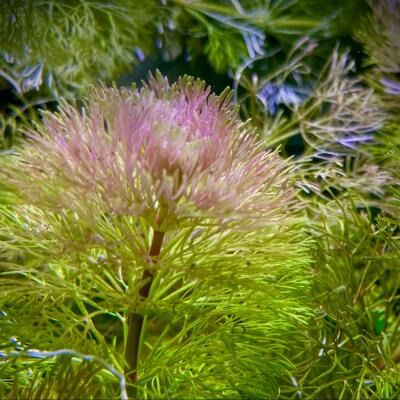 copyright: Anja Dietrichs