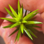 copyright: Maximilian K. (MaxThePlantguy)
