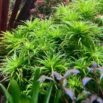 copyright: Andreas H. (AndreasAquatics)