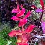 copyright: Andreas H. (AndreasAquatics)