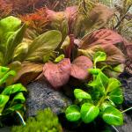 copyright: Andreas H. (AndreasAquatics)