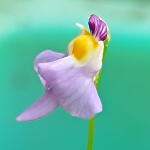 copyright: Petra S. (DiversifloraCarnivores)