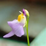 copyright: Petra S. (DiversifloraCarnivores)