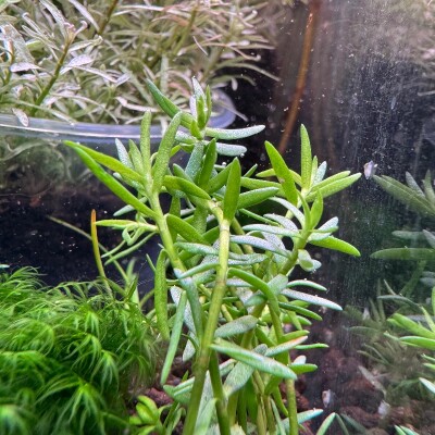 copyright: Andreas H. (AndreasAquatics)