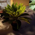 copyright: Martin K. (Plantloco)