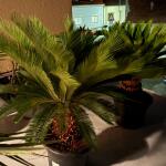 copyright: Martin K. (Plantloco)