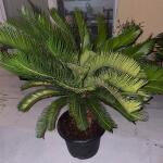 copyright: Martin K. (Plantloco)