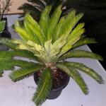 copyright: Martin K. (Plantloco)