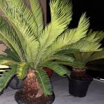 copyright: Martin K. (Plantloco)