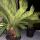 copyright: Martin K. (Plantloco)