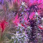 copyright: Andreas H. (AndreasAquatics)