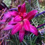 copyright: Andreas H. (AndreasAquatics)