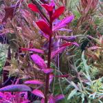 copyright: Andreas H. (AndreasAquatics)